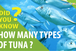 Did you know: How many types of tuna? 
