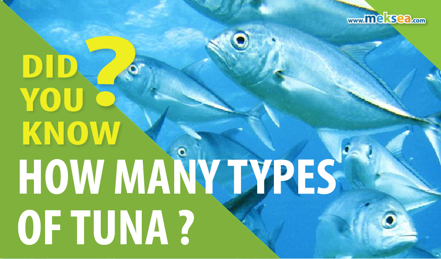 Did you know: How many types of tuna? 