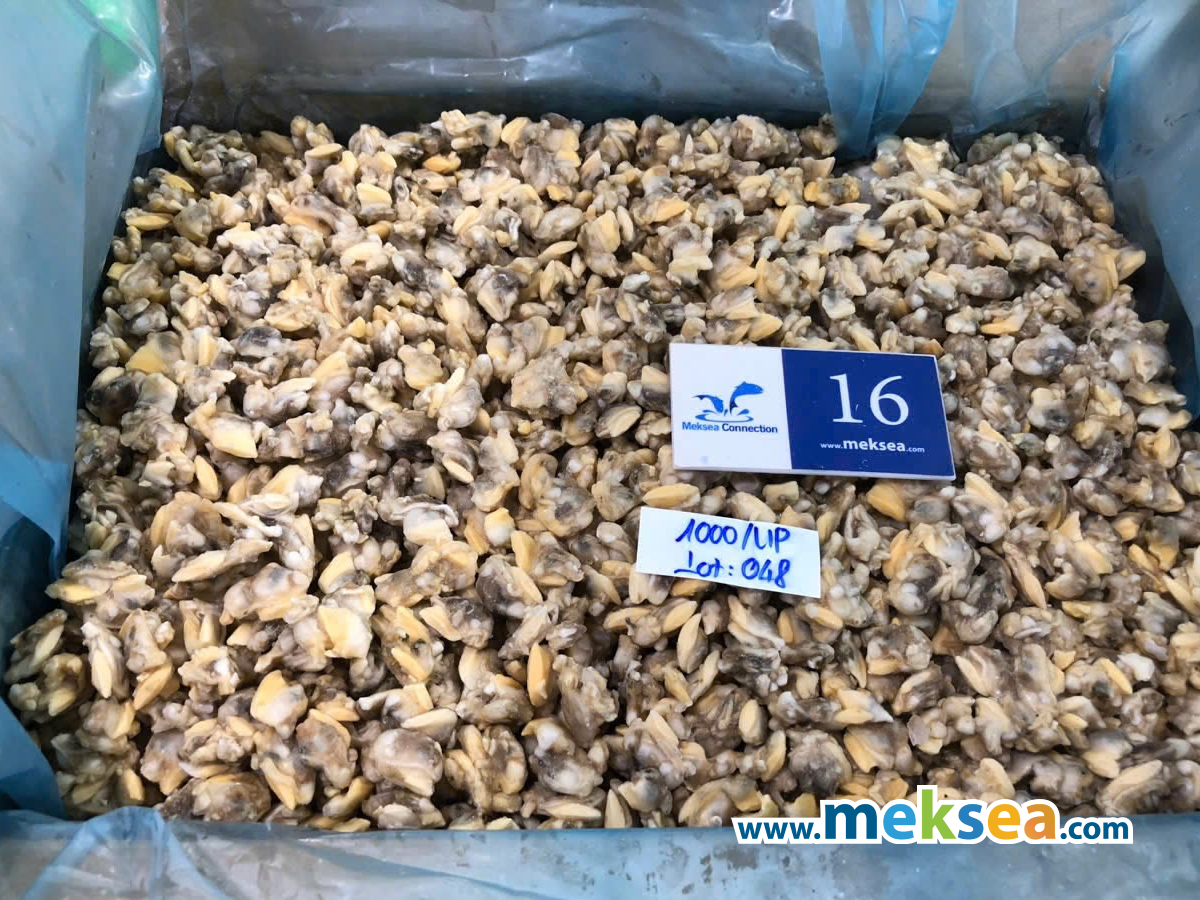 Clam Export Of Vietnam