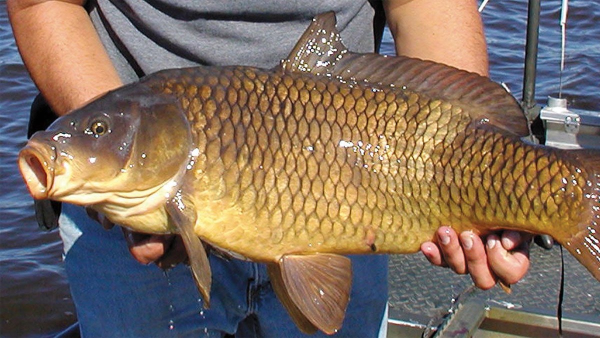 Carp fish