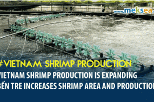 Vietnam shrimp production is expanding : Bến Tre Increases Shrimp Area and Production
