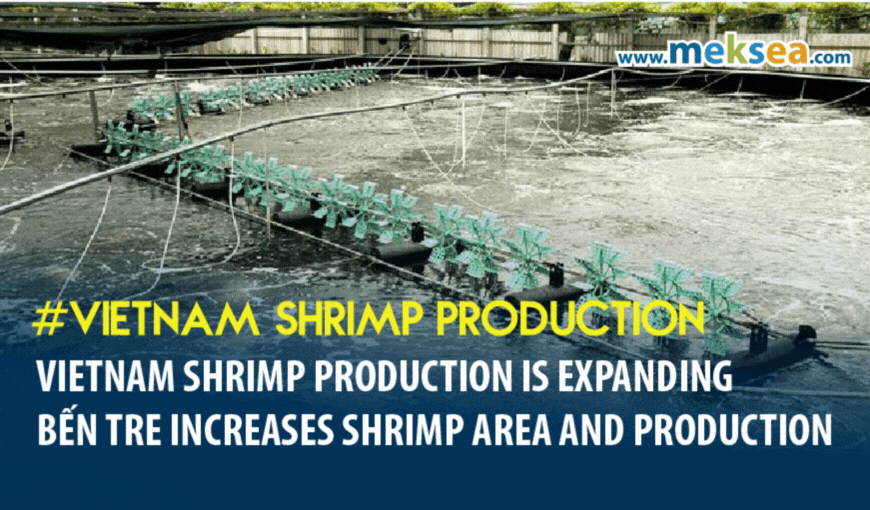 Vietnam shrimp production is expanding : Bến Tre Increases Shrimp Area and Production