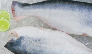 Pangasius HGT