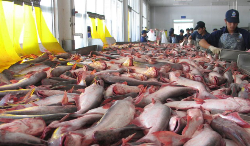 Vietnam’s pangasius rising in the Mercosur market