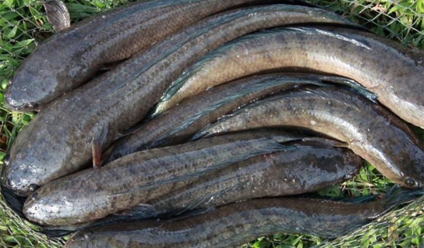 Snakehead fish