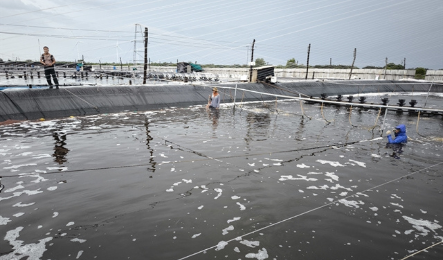 Bến Tre Increases Shrimp Area and Production