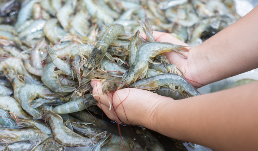 Opportunities for shrimp Vietnam