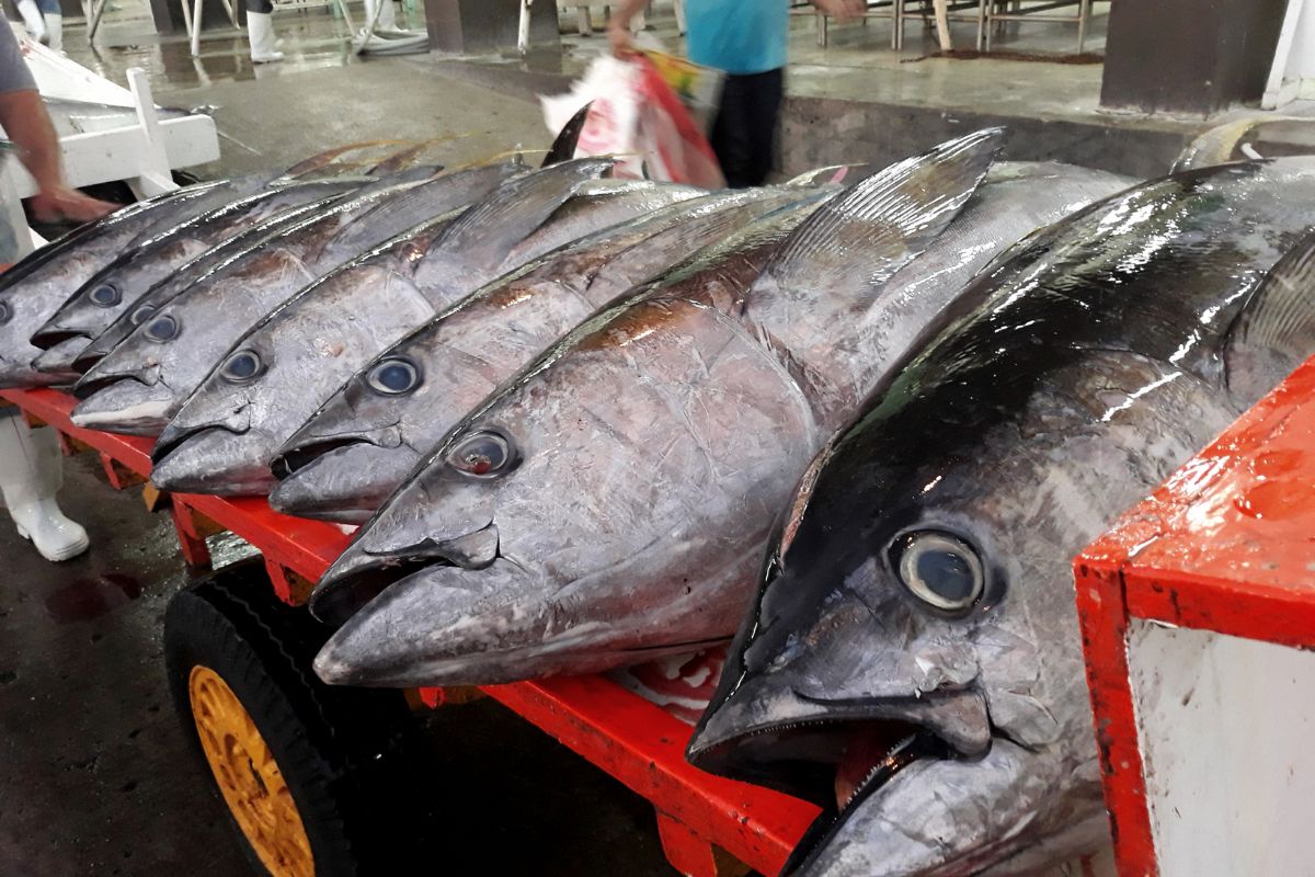 Vietnam's Tuna