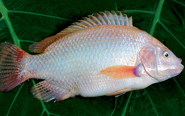 Freshwater fish - Red Tilapia