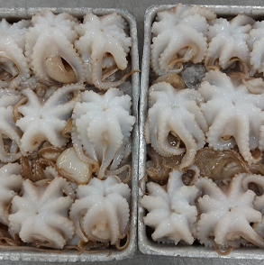 Baby Octopus