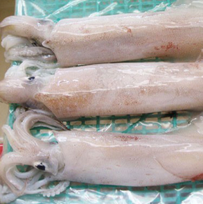 Whole Round Squid