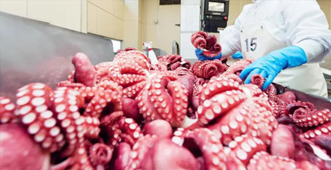 Several key export markets for Vietnamese squid and octopus have recorded impressive growth.