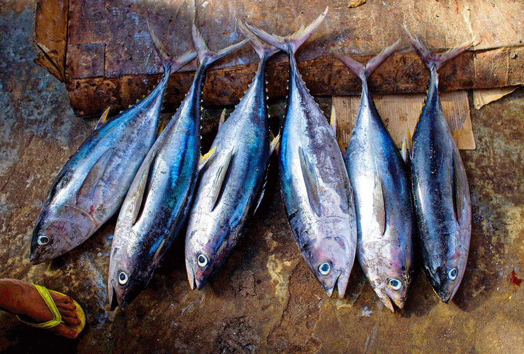 Vietnam’s Tuna exports to France rebound after a year of decline