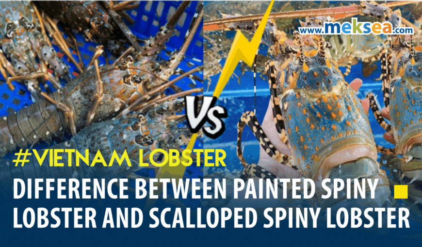 Difference between Painted Spiny Lobster and Scalloped Spiny Lobster