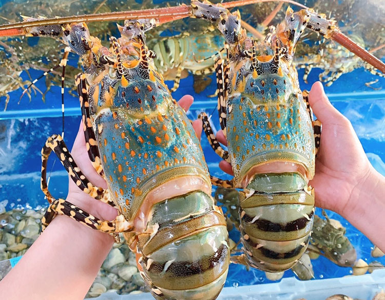 Painted Spiny Lobster (Panulirus ornatus)