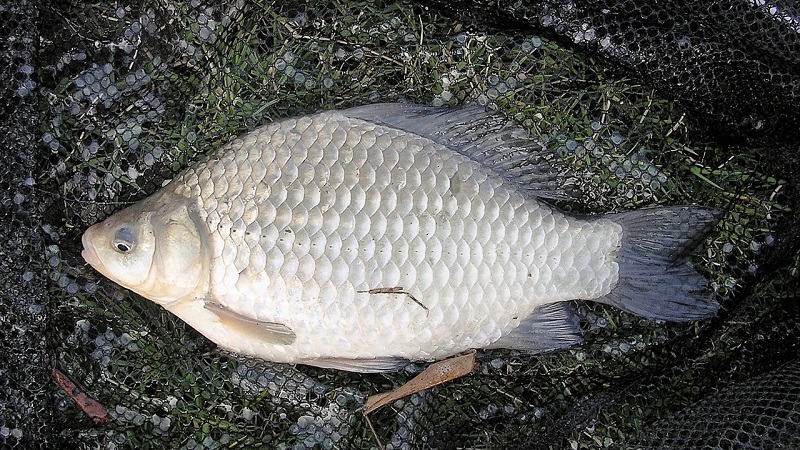 5 Fascinating Facts About Fish Allergy