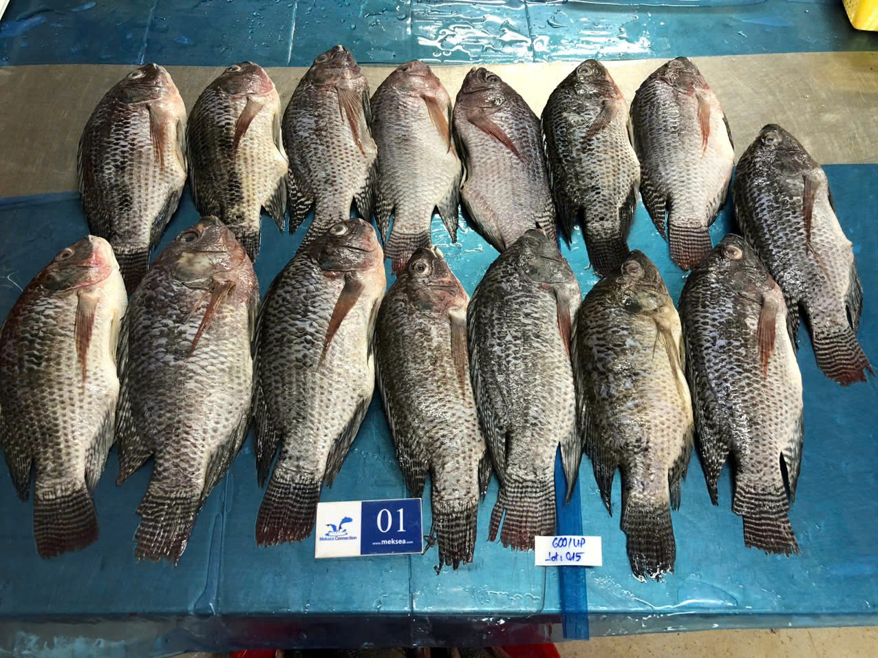 Black Tilapia WGGS