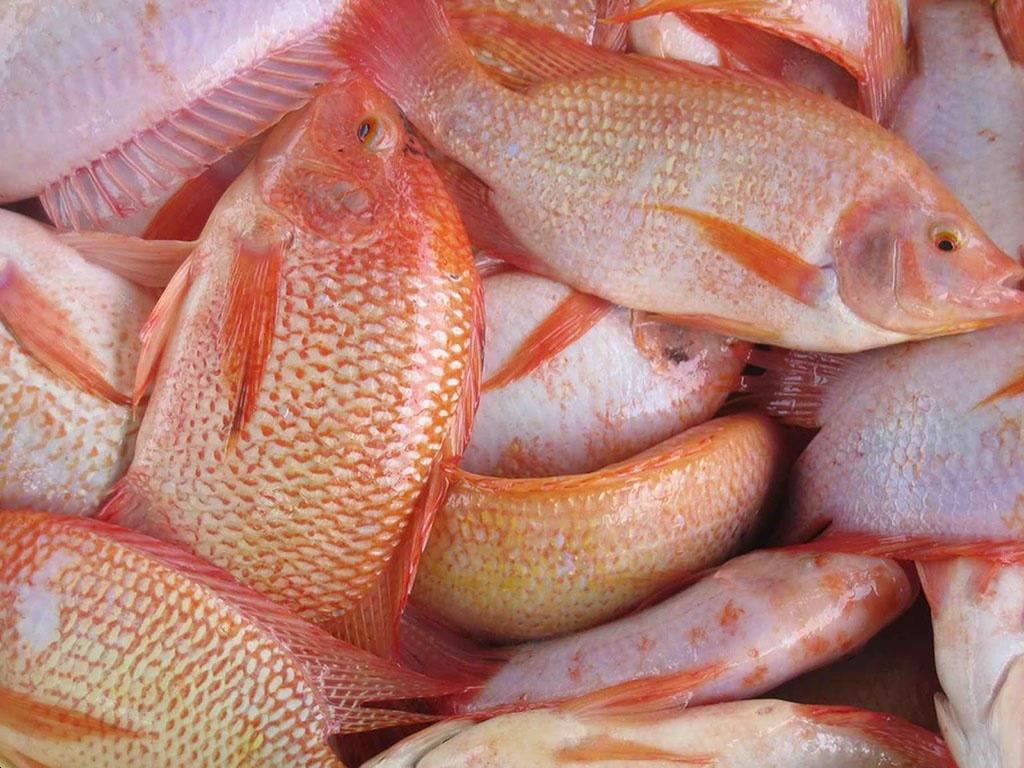Challenges for traditional tilapia suppliers
