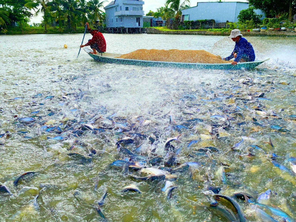 Why is Vietnam abundant in pangasius
