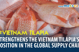 Strengthens the Vietnam tilapia’s position in the global supply chain