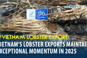 Vietnam’s Lobster Exports maintain exceptional momentum in 2025