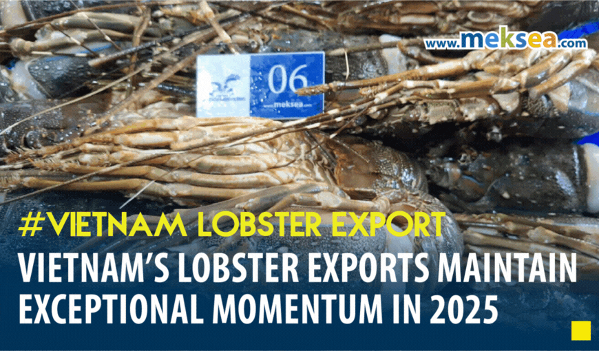 Vietnam’s Lobster Exports maintain exceptional momentum in 2025