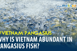 Why is Vietnam abundant in Pangasius fish