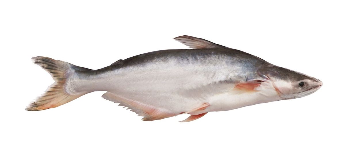 Vietnam Pangasius