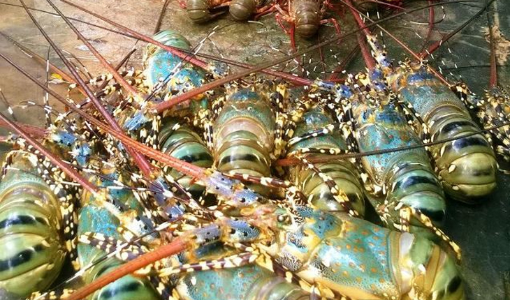 Green Lobster dominates export structure