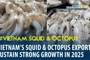 Vietnam’s Squid & Octopus Exports Sustain Strong Growth in 2025
