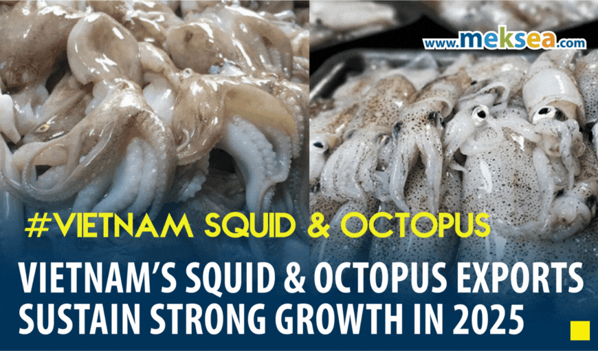 Vietnam’s Squid & Octopus Exports Sustain Strong Growth in 2025