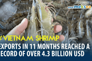 Vietnam Shrimp exports in 11 months reached a record of over 4.3 billion USD