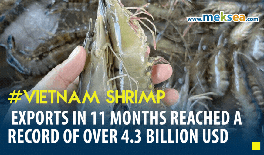 Vietnam Shrimp exports in 11 months reached a record of over 4.3 billion USD
