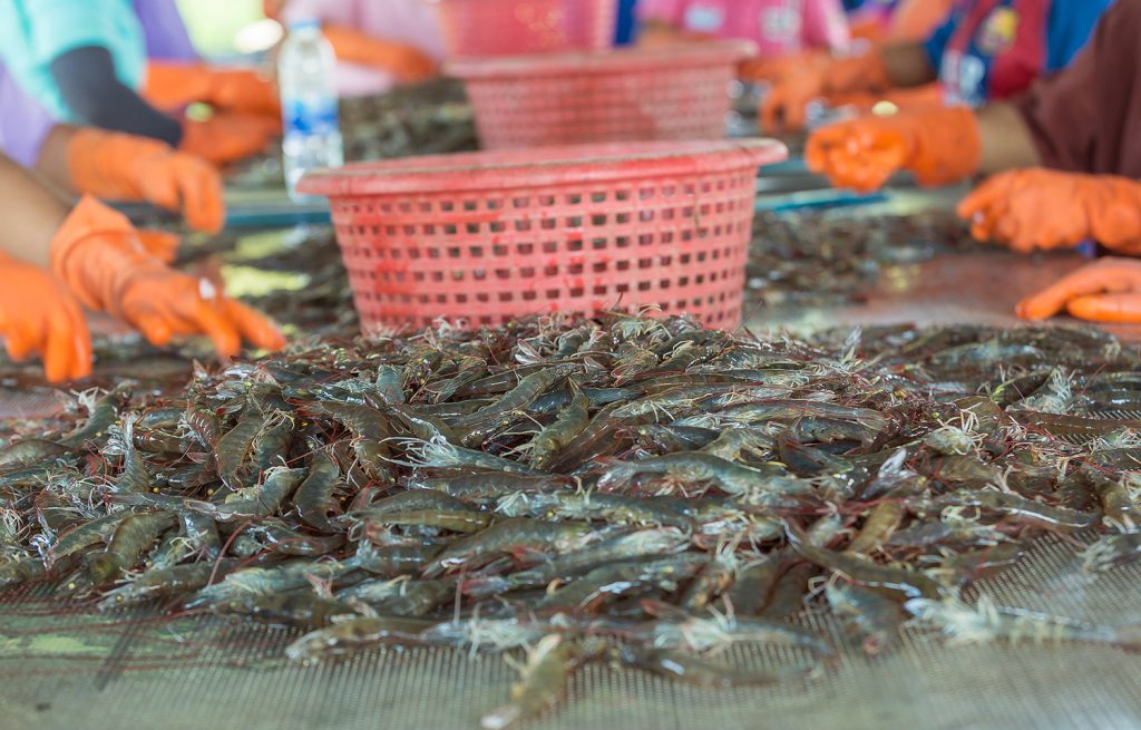 Vietnam’s Shrimp Industry Hits Record-High Export Value