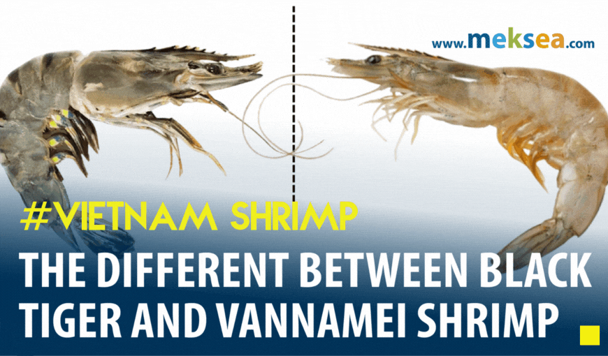 The different between The Black Tiger Shrimp vs Vannamei Shrimp