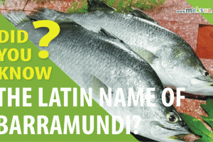 Did you know the Latin name of Barramundi?