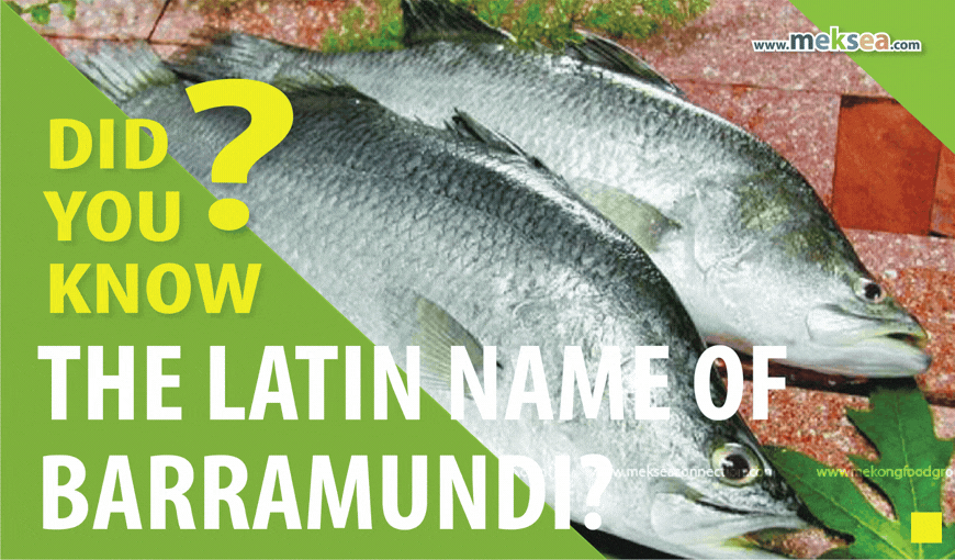 Did you know the Latin name of Barramundi?
