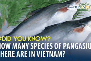 Did you know: How many species of pangasius there are in Vietnam?