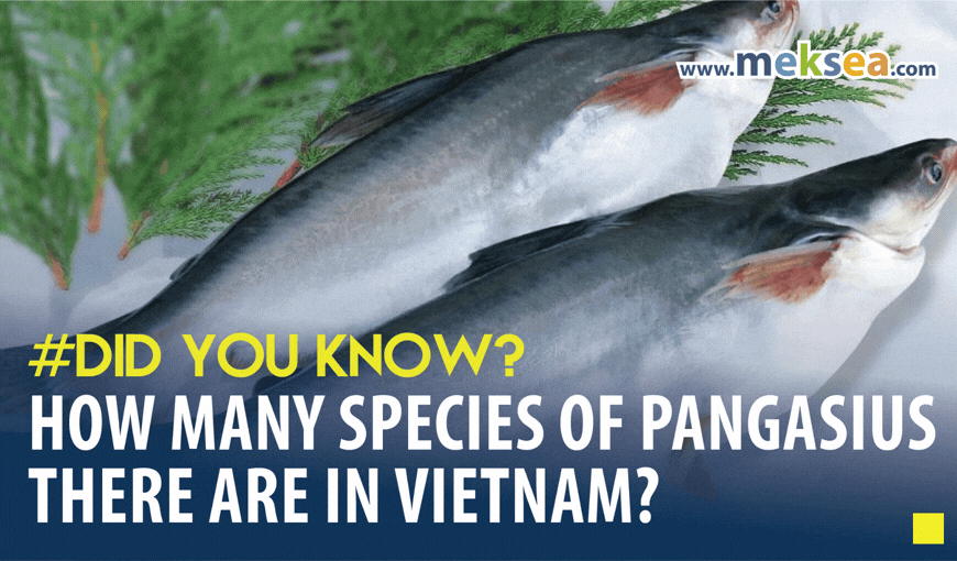 Did you know: How many species of pangasius there are in Vietnam?