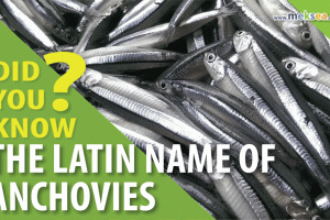 DID YOU KNOW THE LATIN NAME OF ANCHOVIES?