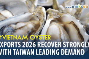 Vietnam Oyster Exports 2026 Recover Strongly with Taiwan Leading Demand