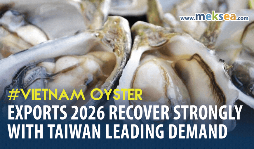 Vietnam Oyster Exports 2026 Recover Strongly with Taiwan Leading Demand